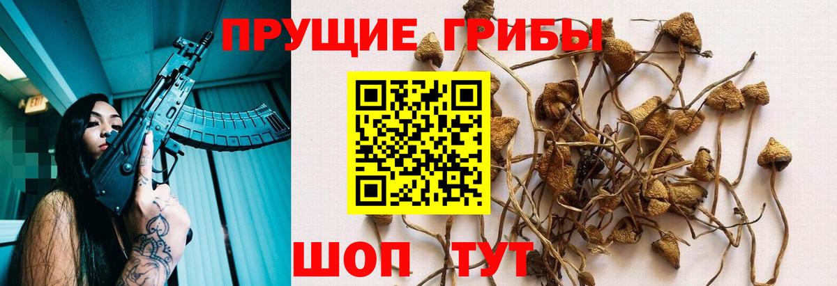 Псилоцибиновые грибы Cubensis Курчалой