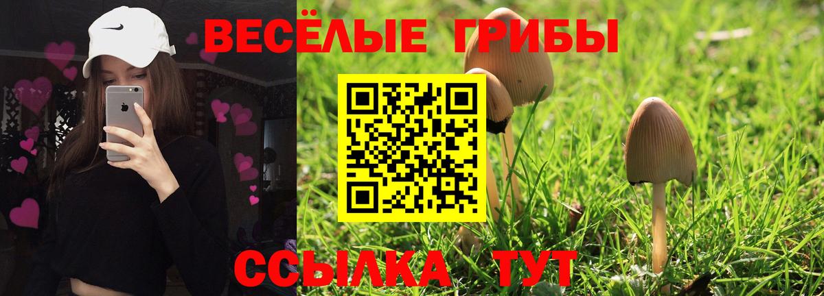закладки  Вход с VPN  Курчалой  Галлюциногенные грибы MAGIC MUSHROOMS 